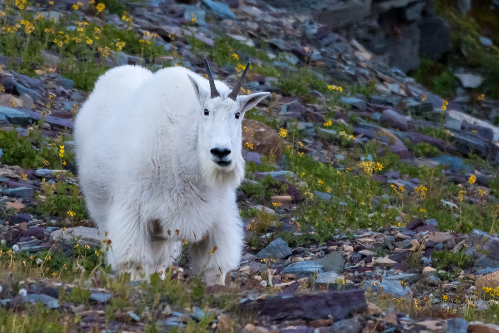 09-28 - 12.jpg - Glacier National Park, MT